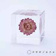 【usaginonedoko 京都兔之床】Sola cube 蠟菊立方塊 (宙言葉：適應各種環境) | 鈴木太太公司貨