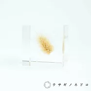 【usaginonedoko 京都兔之床】Sola cube 兔尾草立方塊 (宙言葉：堅強而柔軟) | 鈴木太太公司貨