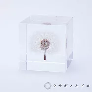 【usaginonedoko 京都兔之床】SSola cube 蒲公英立方塊 (宙言葉：隨風而生) | 鈴木太太公司貨