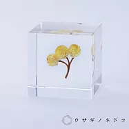 【usaginonedoko 京都兔之床】Sola cube 永久花立方塊 (宙言葉：心的太陽) | 鈴木太太公司貨