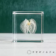 【usaginonedoko 京都兔之床】Sola cube 黑酸漿立方塊 (宙言葉：心思細膩) | 鈴木太太公司貨