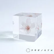 【usaginonedoko 京都兔之床】Sola cube 染井吉野櫻立方塊 (花言葉：清純、高貴) | 鈴木太太公司貨