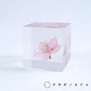 【usaginonedoko 京都兔之床】Sola cube 河津櫻立方塊 (花言葉：託付思念、純潔、淡泊) | 鈴木太太公司貨