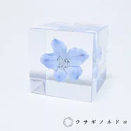 【usaginonedoko 京都兔之床】Sola cube 翠雀花立方塊 (花言葉：高貴、給你幸福) | 鈴木太太公司貨