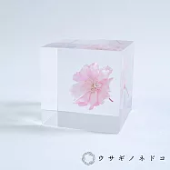 【usaginonedoko 京都兔之床】Sola cube 八重紅枝垂櫻花立方塊 (花言葉：智慧、優雅) | 鈴木太太公司貨