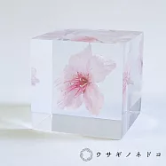 【usaginonedoko 京都兔之床】Sola cube 大寒櫻花立方塊 (花言葉：高尚、純潔) | 鈴木太太公司貨