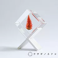 【usaginonedoko 京都兔之床】Sola cube 青葙立方塊 (宙言葉：祝福之火) | 鈴木太太公司貨