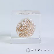 【usaginonedoko 京都兔之床】Sola cube Mineral礦石立方塊 沙漠薔薇 (宙言葉：逆境中綻放的花朵) | 鈴木太太公司貨