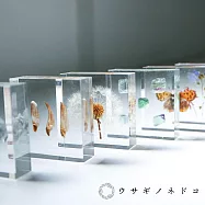 【usaginonedoko 京都兔之床】1.5cm厚切型片狀標本- 蒲公英 | 鈴木太太公司貨