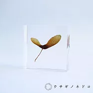 【usaginonedoko 京都兔之床】1.5cm厚切型片狀標本- 紅葉種子 | 鈴木太太公司貨