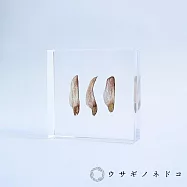 【usaginonedoko 京都兔之床】1.5cm厚切型片狀標本- 黑松樹種子 | 鈴木太太公司貨