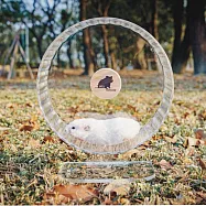 |勞叔跑不停跑輪|倉鼠跑輪 26公分大跑輪 倉鼠靜音跑輪 透明靜音跑輪 可倒掛跑輪 倉鼠透明跑輪壓克力跑輪艾特卡布星跑輪 透明