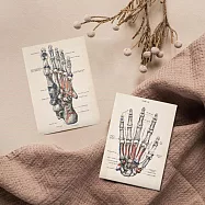 【賽先生科學工廠】科學明信片-19世紀解剖學(共2張/組)