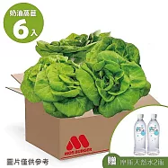 【MOS摩斯漢堡】水耕蔬菜箱-奶油波士頓萵苣/紅橡木萵苣 贈天然水2瓶 (奶油萵苣180gx6)