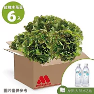 【MOS摩斯漢堡】水耕蔬菜箱-奶油波士頓萵苣/紅橡木萵苣 贈天然水2瓶 (紅橡木150gx6))