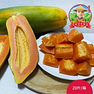 預購【草地囝仔 阿昌】屏東鹽埔台農2號木瓜20斤x1箱(約12-18顆/箱_產地直送_友善耕種)