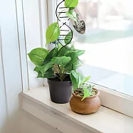 【賽先生科學工廠】DNA雙股螺旋植物攀爬架 黑色