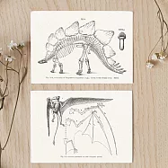 【賽先生科學工廠】科學明信片-化石圖鑑(共4張/組)