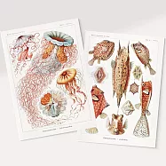 【賽先生科學工廠】科學明信片-復刻海洋(共4張/組)