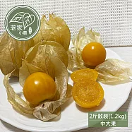 預購【荖家小農工作坊】日本品種鮮採黃金莓2斤x1箱(中大果_散裝_彰化永靖產地直送_燈籠果_姑娘果)