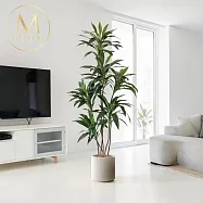 【Floral M】南美熱帶雨林巴西木1.5公尺室內大型仿真植栽(贈送花盆)