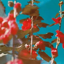 深呼吸 / 查德.勞森，鋼琴 / 皇家愛樂弦樂組 (2LP黑膠)