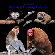 Weirdest Looking Animals in the World Kids Book： Great Way for kids to Meet the World’s Weirdest Looking Animals