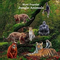 Most Popular Jungle Animals Kids Book： Great Children’s Book About Animals of the Jungle