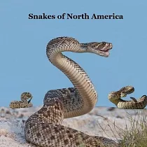 Snakes of North America Kids Book： Great Children’s Book about the Types of Snakes in North America