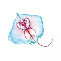 【賽先生科學工廠】解析透明魚玻璃杯墊(三款)鰩