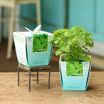 【迎光】香草物語小植栽─檸檬香蜂草