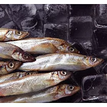 【吉品養生】安心水產_柳葉魚抱卵(250g)