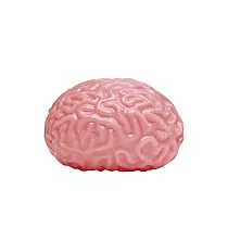 【賽先生科學工廠】標本大腦擠壓發洩球