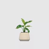 森多 方盆系列 │ 窗孔龜背芋 ─ 洞洞蔓綠絨 水耕盆栽 觀葉植物 【 小方陶瓷(素胚) 】