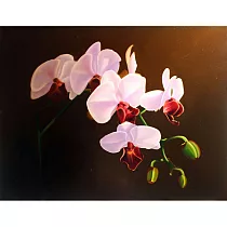 【玲廊滿藝】陳柏言─綻放─I65.5x50cm