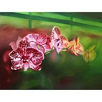 【玲廊滿藝】陳柏言─綻放─艷65.5x50cm