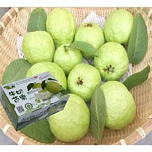 【黑貓嚴選】社頭山腳陳家牛奶芭樂-珍珠芭樂(3000g/盒)(CAT)