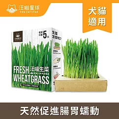 【汪喵星球】生菜栽培盒65g*3入