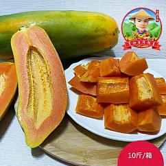 預購【草地囝仔 阿昌】屏東鹽埔台農2號木瓜10斤x1箱(約8-12顆/箱_產地直送_友善耕種)