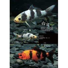 博客來 錦鯉鑑賞ｘ飼養指南