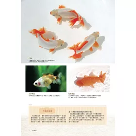 博客來 給新手的金魚鑑賞ｘ飼養指南