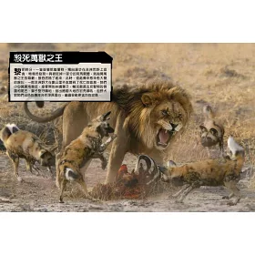 博客來 國家地理猛獸大對決 史上最凶猛的肉食動物擂臺賽