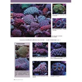 博客來 給新手的珊瑚飼育指南