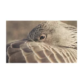 博客來 和動物生活的四季 所羅門王的指環 作者與灰雁共享自然的動物行為啟示 動物行為學之父 諾貝爾獎得主科普經典首度中譯