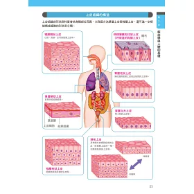 博客來 超圖解解剖學 完整了解身體構造與各器官功能