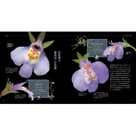 博客來 微距攝影の野草之花圖鑑 放大百倍 微觀足下野花野草的肌理 構造 學會辨識技巧
