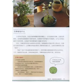 博客來 有苔生活 苔蘚盆景製作 養護與賞析