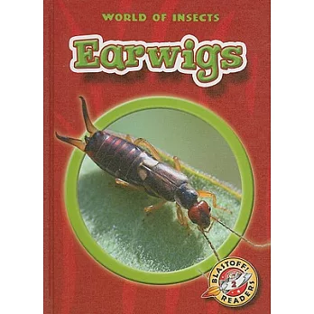 Earwigs /