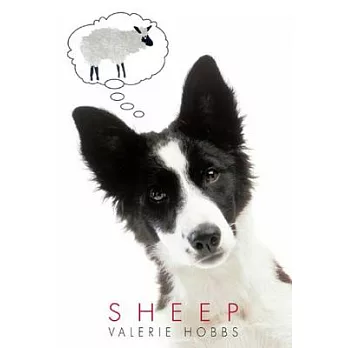 Sheep /