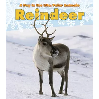 Reindeer /